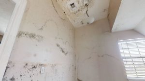 5 Powerful Fuzzy Mold Removal Mistakes That Are Making Your Home More Dangerous