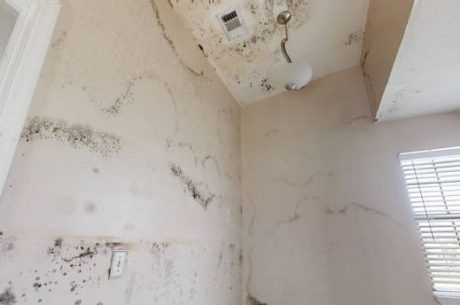 5 Powerful Fuzzy Mold Removal Mistakes That Are Making Your Home More Dangerous