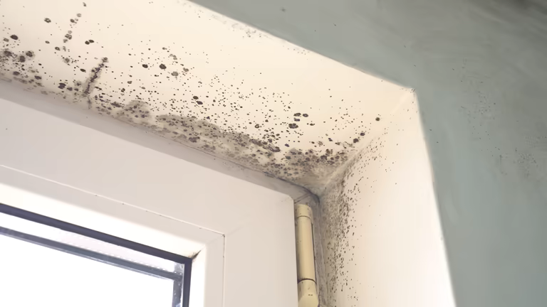 Fuzzy Mold on Walls