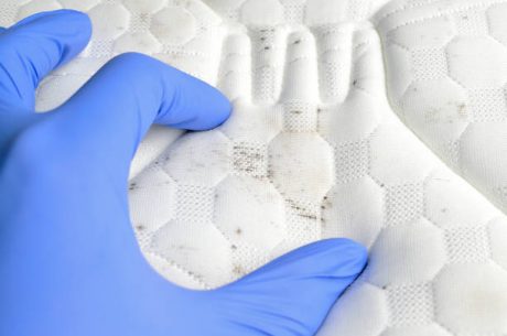 Is White Mold Dangerous in Your Bedroom? 7 Overnight Exposure Risks Disturbing Your Sleep and Health