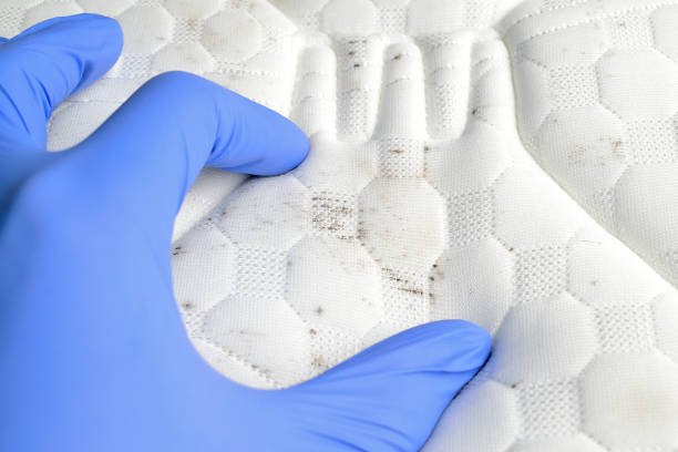 Is white mold dangerous in your bedroom