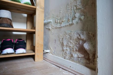 Is White Fuzzy Mold Dangerous? 9 Alarming Truths About the Mold Most Homeowners Misidentify
