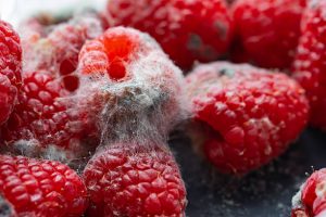 Fuzzy Mold on Wood, Walls & Food: The Ultimate Proven Guide to Identifying and Eliminating It Fast