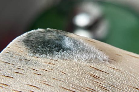 fuzzy mold on wood