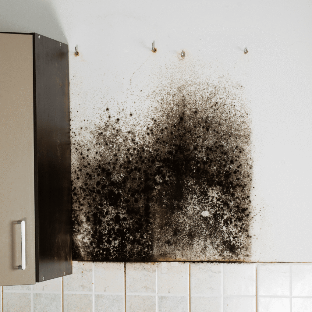 mold removal oak ridge