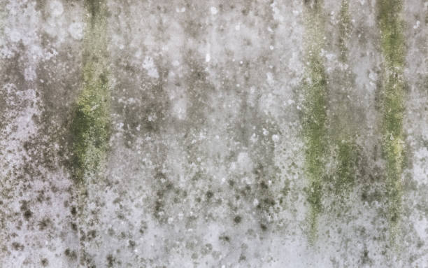 Answering the question of is white mold dangerous