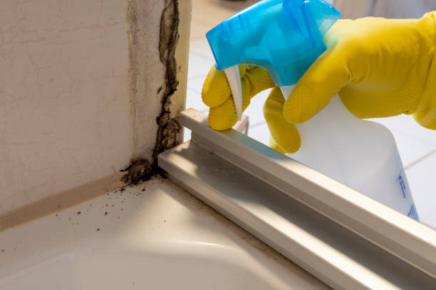 Failed Active Seal and Grout Mold Stain Remover: 6 Alarming Reasons Professionals Are Essential