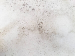 White Mold vs Black Mold: 5 Proven Critical Differences
