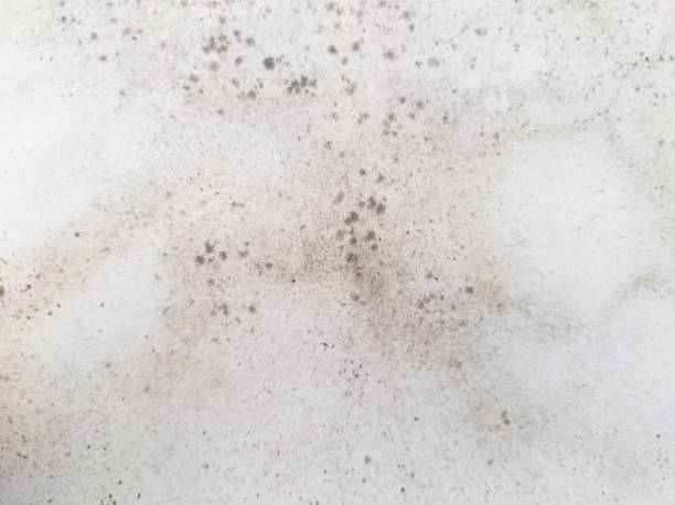 is white mold dangerous or just ugly