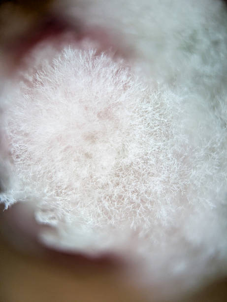 White Mold or Efflorescence Difference: 4 Simple Methods to Identify Fast