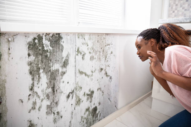 Is White Mold Dangerous in Your Home's Walls? 8 Symptoms That Mean the Problem Is Already Spreading