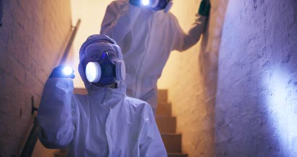 Mold Removal in Santa Maria: What to Expect From Start to Finish