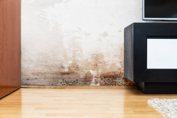 Hidden Danger: How to Tell If You Have Mold Behind Walls