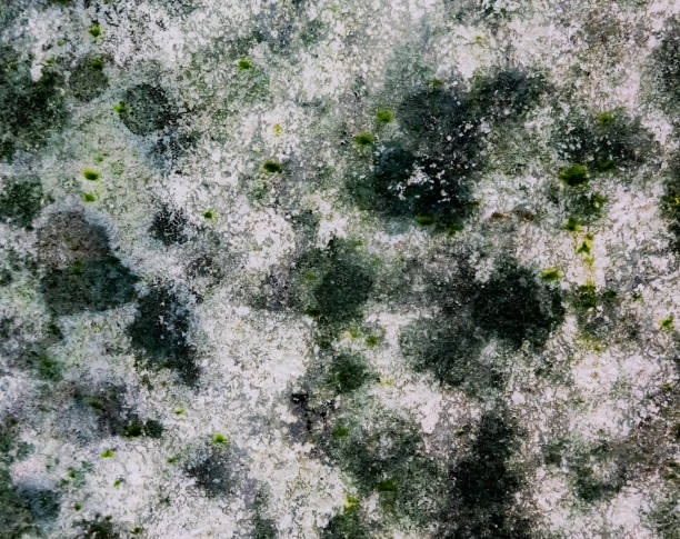 Mold on Concrete