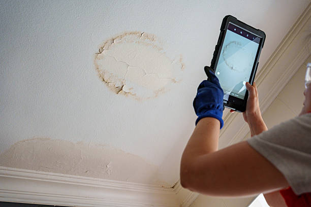 Mold on drywall