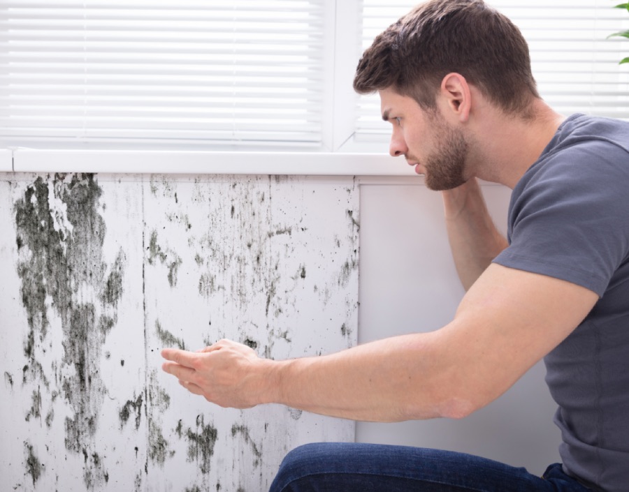 man inspecting mold wall: miramar mold removal