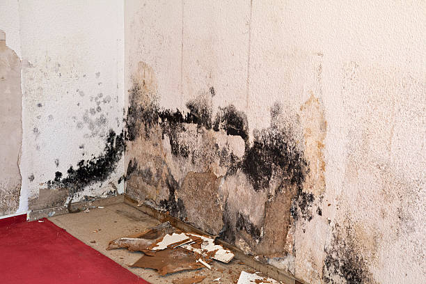 Miramar Mold Removal: 5 Important DIY Mold Prevention Strategies For a Healthier Spring Home