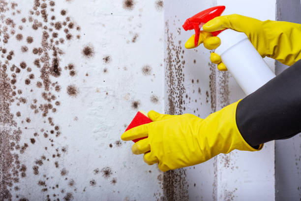 expert black mold removal in santa rosa beach