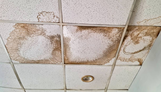 Mold colonies growth inside building. Mold removal in Seal Beach