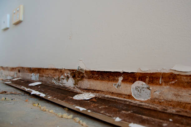 mold on plywood subfloors