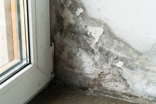 7 Dangerous Myths Mold Damage Repair Experts Want You to Avoid in Santa Rosa Beach