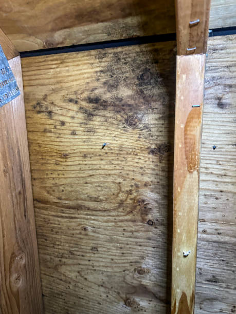 is mold on plywood dangerous