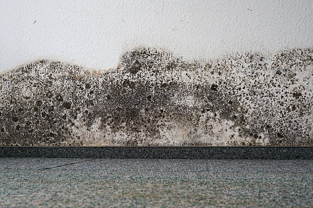 black mold on hardwood floors