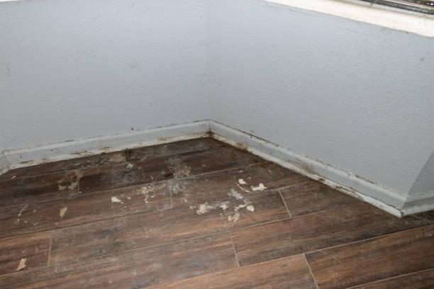 Is Mold Under Flooring Dangerous? The Sandy Truth About 30A Vacation Rentals