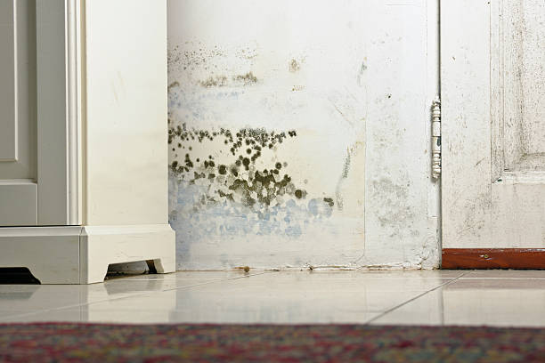 Is mold under flooring dangerous in mold-resistant buildings