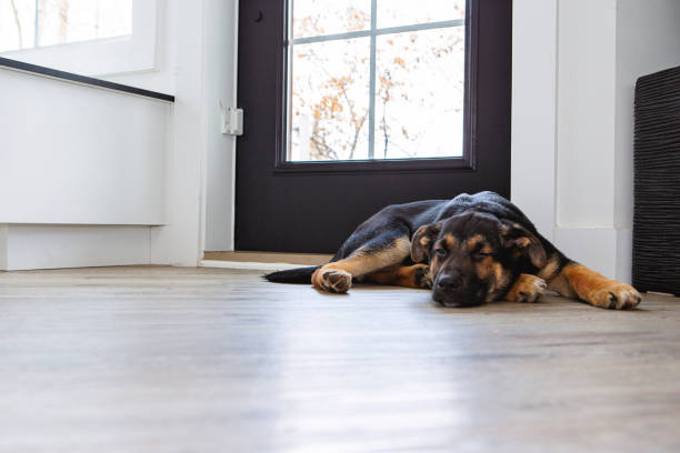 Is Mold Under Flooring Dangerous for Pets