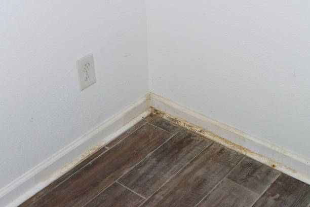 Mold Under Flooring in Rental Properties: The Landlord Liability Timeline Costing $250K+ in Lawsuits