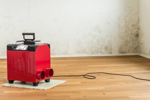 Growth of Mold Under Hardwood Floors: The Race Against Time Starts Immediately