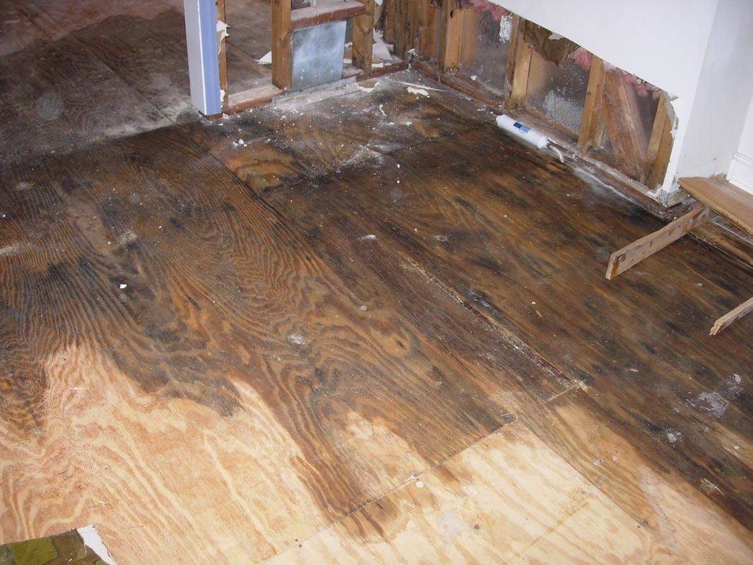 Beneath the Surface: How Water Damage Turns Your Hardwood Floor into a Mold Magnet