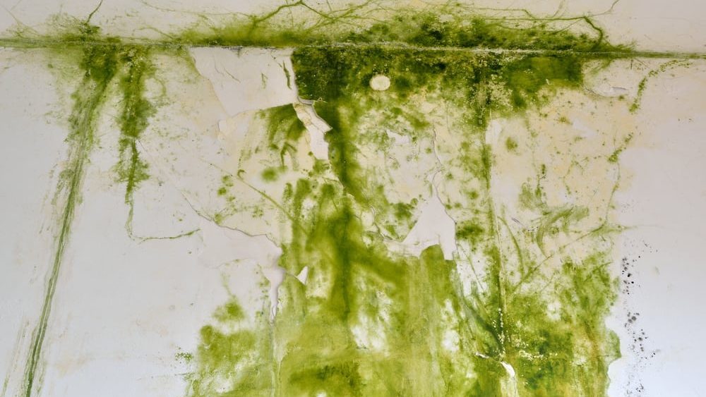 green mold