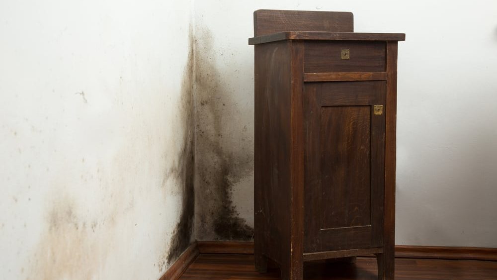 How to Detect Mold in Walls