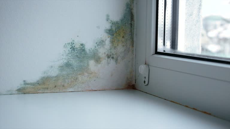 mold fungus on window slope. selective focus. home.
