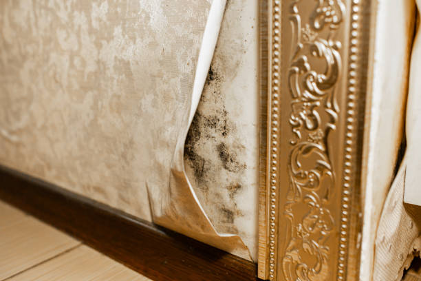 Black and gray plaque on the wall under the wallpaper. Close-up photo of mold, blurred
