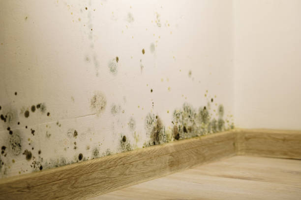 hidden places mold grows in your Santa Rosa Beach home
