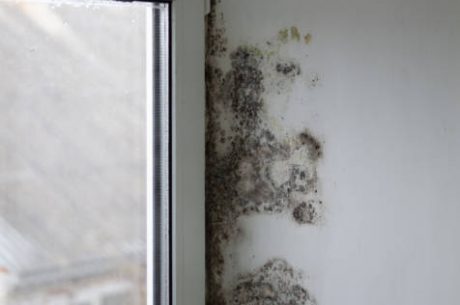 7 Reasons Why End-of-Summer Mold Growth Spikes—And How to Stop It Fast