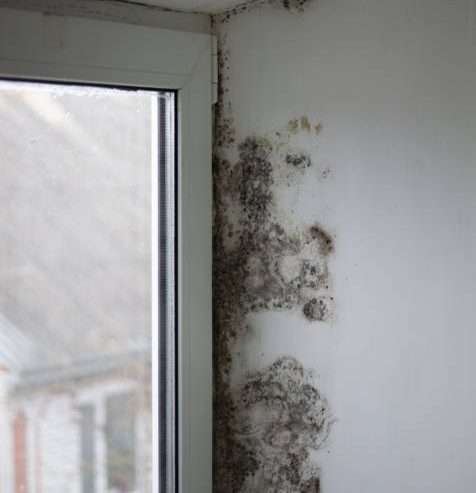 End-of-Summer Mold Growth