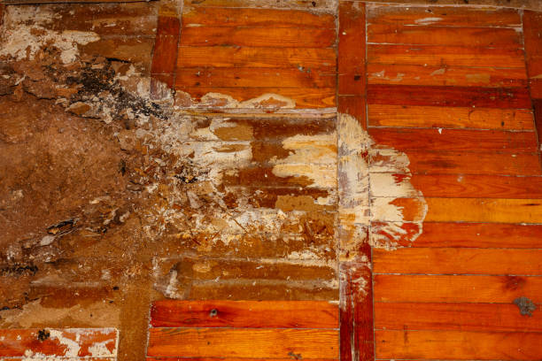 How to Kill Mold on Plywood Subfloors: What Contractors Don’t Want You to Know