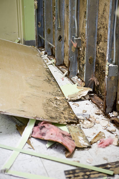 5 Critical Facts About Mold Under Flooring: Dangers, Detection, and What Pros Want You to Know