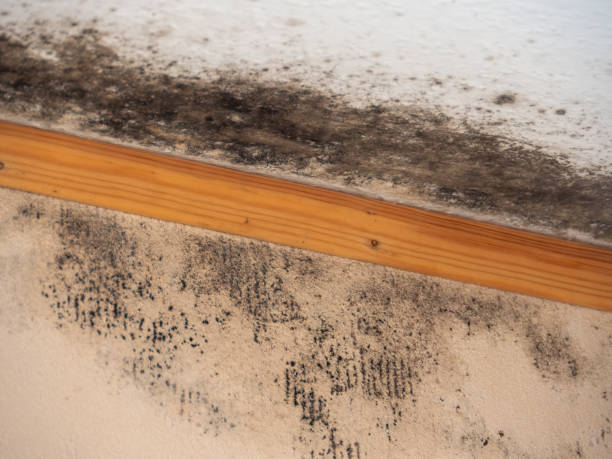 Signs of Mold Under Hardwood Floors: When to Inspect vs. When to Rip Everything Out