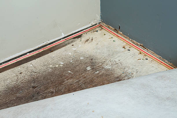 Beyond Black Mold: Is Mold Under Flooring Dangerous Regardless of Color?