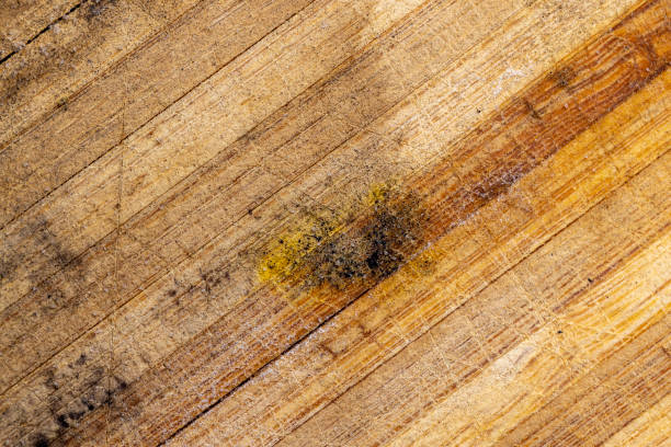 Is Mold on Plywood Dangerous? 5 Shocking Truths About Subfloors, Attics & Your Family’s Health