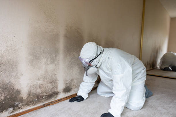 Ozone vs. Professional Mold Remediation: Does Ozone Kill Mycotoxins Effectively?