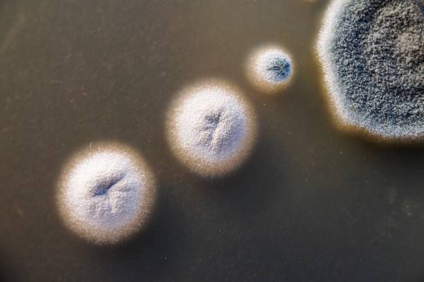 Ozone Therapy for Mold: 7 Reasons Why EPA Says It’s Ineffective (And What Actually Works Instead)