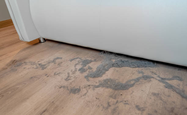 Is Mold Under Flooring Dangerous After Water Damage? The Race Against Time Begins Immediately