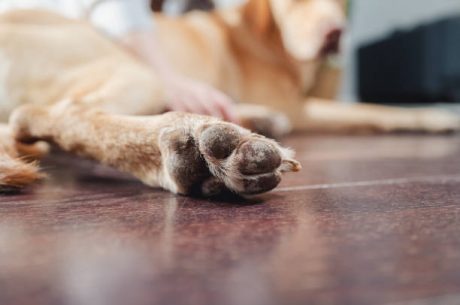 Is Mold Under Flooring Dangerous for Pets