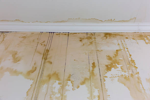 Mold Under Flooring After Professional Cleaning: Why 73% of DIY Remediation Fails Within 6 Months